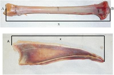 Limited Associations between Keel Bone Damage and Bone Properties Measured with Computer Tomography, Three-Point Bending Test, and Analysis of Minerals in Swiss Laying Hens